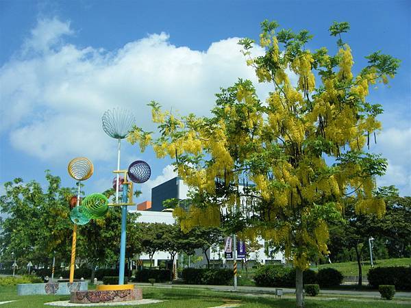 賞花~員林大道二段17公園花現阿勃勒