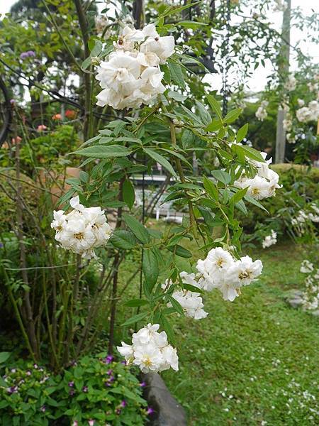 南投中興新村~松濤園歐式庭園餐廳景觀篇