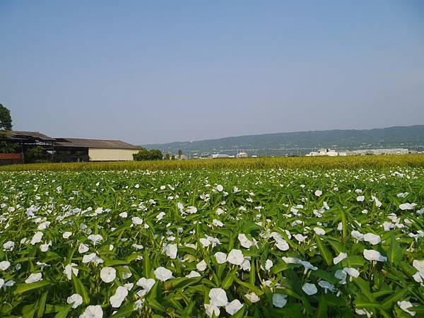 空心菜開花