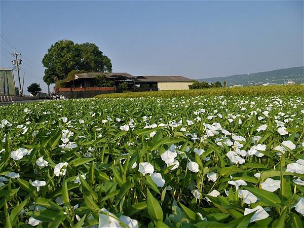 空心菜開花