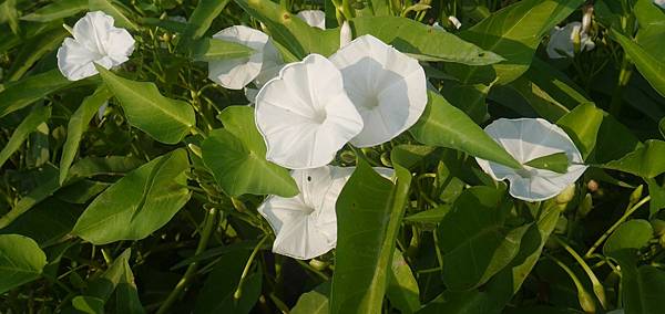 空心菜開花