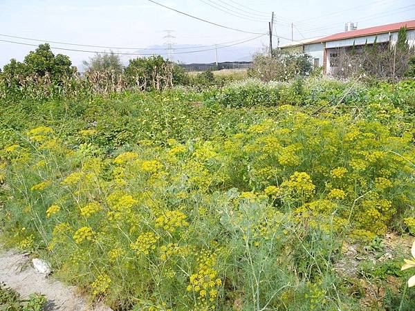 空心菜開花