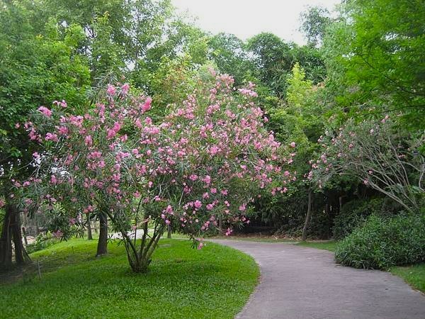 南投中興新村~松濤園歐式庭園餐廳景觀篇