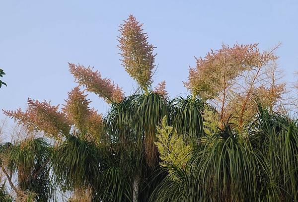 酒瓶蘭開花