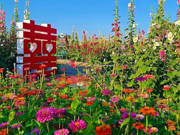 2025員林南區公園蜀葵花季/3月29日-4月20日