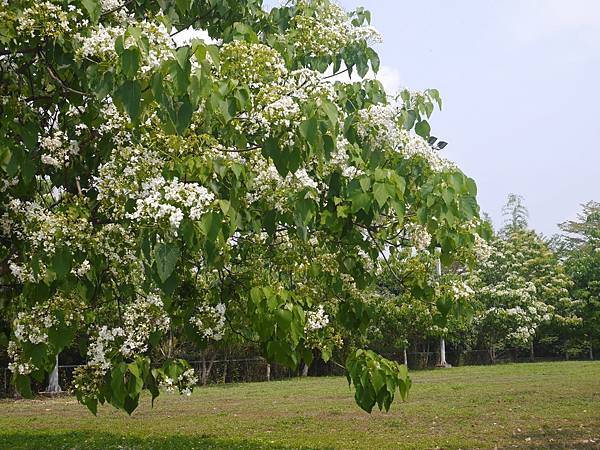 員林景點~藤山步道~油桐花開了