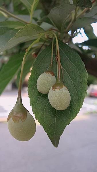 野茉莉(雪鈴樹)