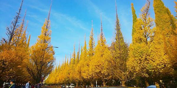銀杏黃了in明治神宮外苑銀杏大道