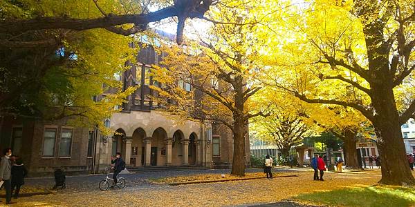 銀杏黃了金黃耀眼in東京大學(非本年度)