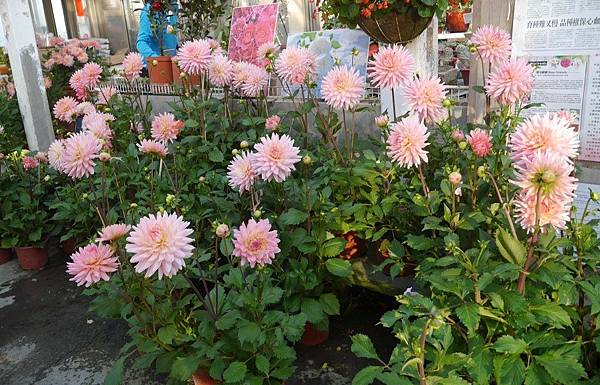 大理花&東野明照宮大理花展