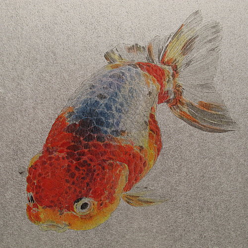 39 五花紅頭青背都蘭壽 云山草堂 久之的工筆與金魚 痞客邦 39 五花紅頭青背都蘭壽 云山草堂 久之的工筆與金魚 痞客邦