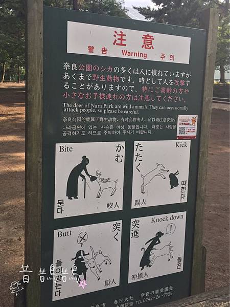 日本奈良公園 (4).jpg