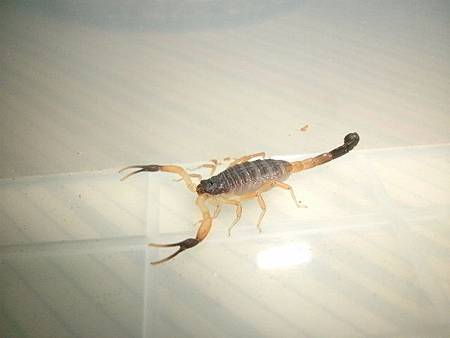 伊朗黑尾鳄背蝎