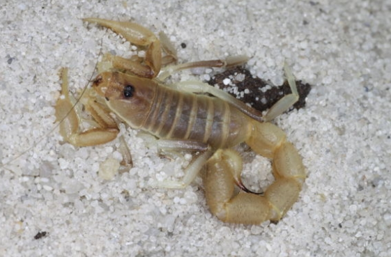 Parabuthus brevimanus