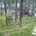 松樹下的營地