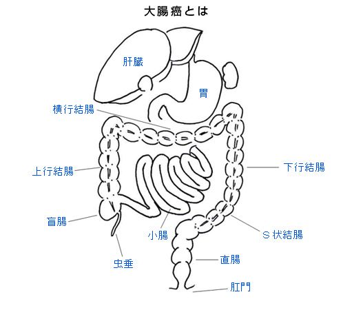 胃腸位置图