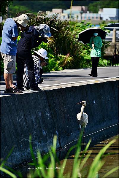 2015-7-金山西鶴-12.JPG