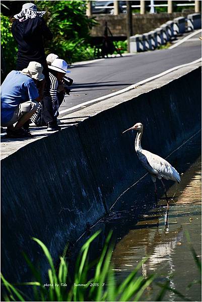 2015-7-金山西鶴-13.JPG