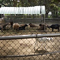 新竹動物園裡的動物和人都好接近喔