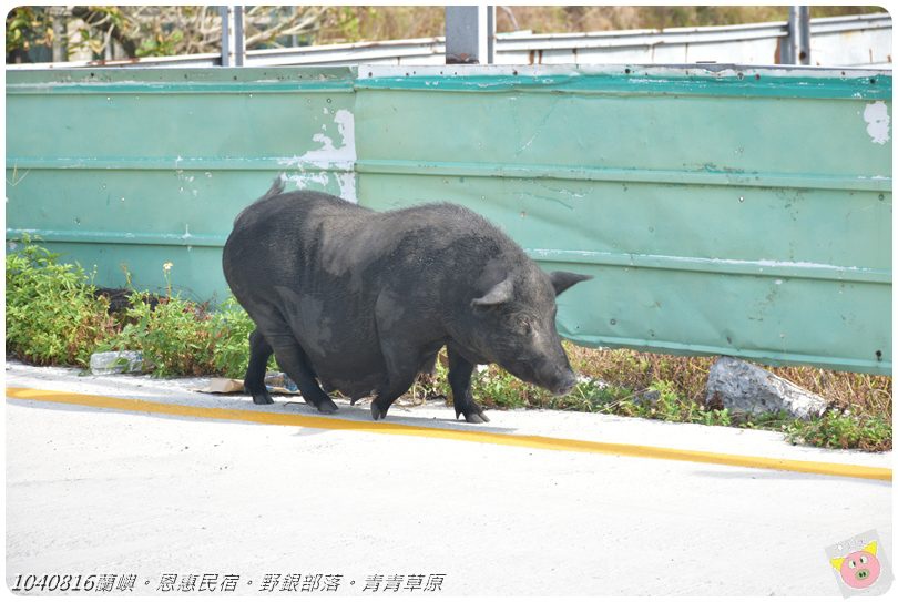 1040816蘭嶼。恩惠民宿。野銀部落。青青草原DSC_1594.JPG