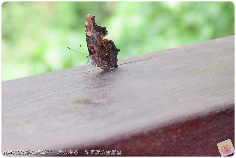 1040821櫻花渡假村。涼山瀑布。瑪家涼山露營區DSC_2936.JPG