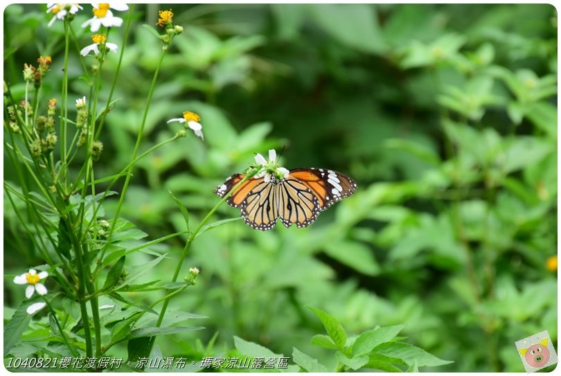 1040821櫻花渡假村。涼山瀑布。瑪家涼山露營區DSC_2945.JPG