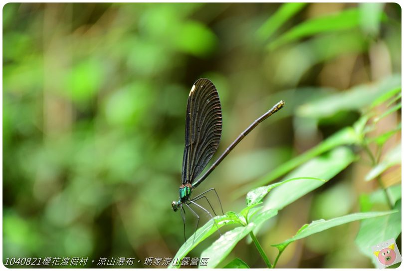 1040821櫻花渡假村。涼山瀑布。瑪家涼山露營區DSC_3042.JPG