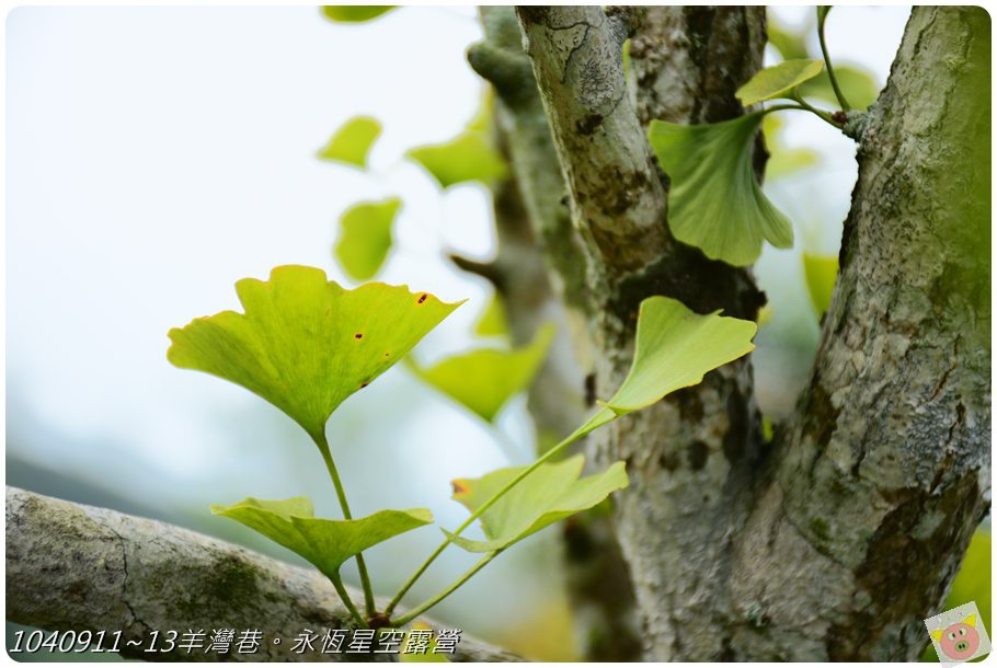 永恆星空DSC_4550.JPG