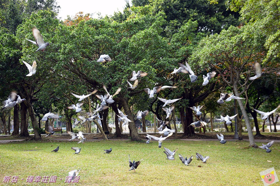 確幸莊園露營DSC_2682.JPG