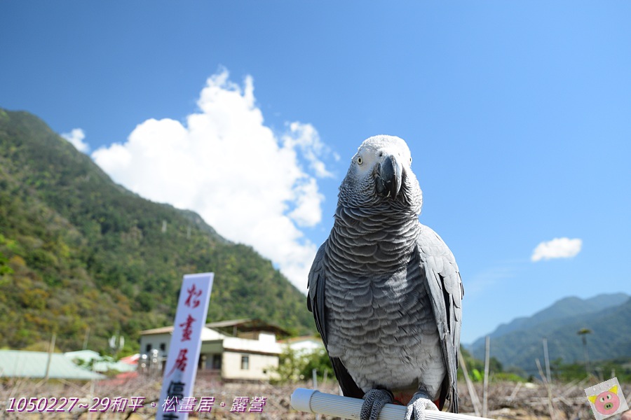 松畫居露營DSC_4661-125.JPG