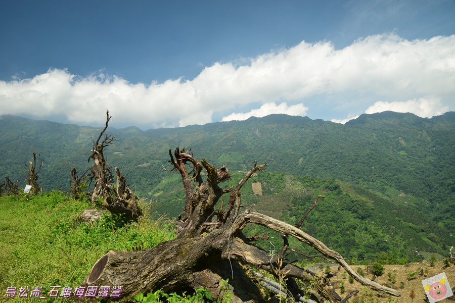 石龜梅園DSC_0505.JPG