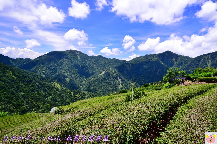 春露茶園DSC_2627.JPG