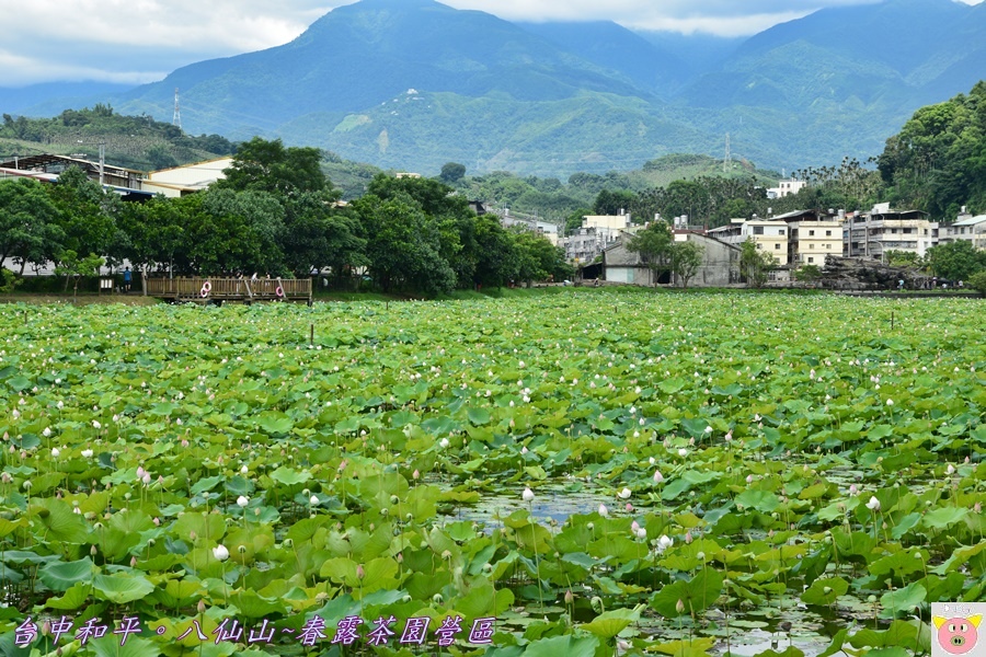 春露茶園DSC_3010.JPG