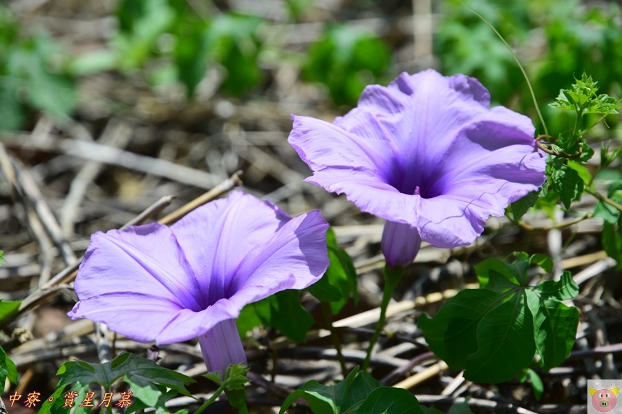 賞星月慕DSC_8034.JPG