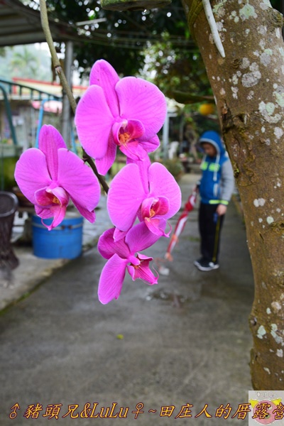 田庄人的厝露營DSC_0034.JPG