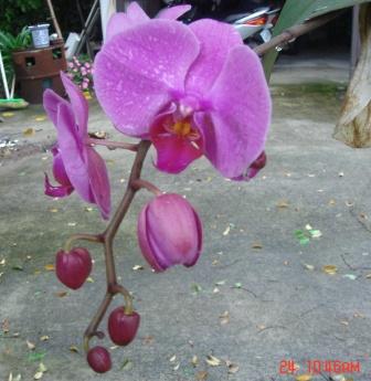 20090324蘭花2.JPG