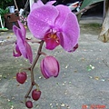 20090324蘭花2.JPG