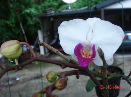 20090324蘭花1.JPG