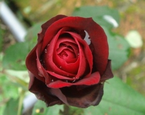20090407紅玫瑰4.JPG