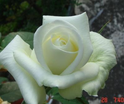 20090428白玫瑰2.JPG
