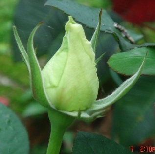 20090407白玫瑰.JPG