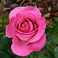 玫瑰3