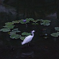 白鷺鷥與睡蓮的對話/植物園