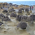 蕈狀岩/和平島公園