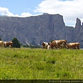 草原上放牧的牛隻