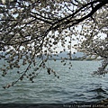 春花盛開，湖水晶瑩。