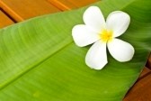 8019932-a-white-plumeria-on-a-green-leaf-on-top-of-a-wooden-table.jpg