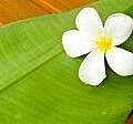 8019932-a-white-plumeria-on-a-green-leaf-on-top-of-a-wooden-table.jpg