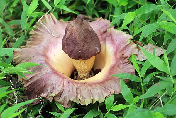 台灣最大的花 屏東縣的疣柄魔芋amorphophallus Paeoniifolius 06 05 東港寶貝家族 與鳥共舞 痞客邦