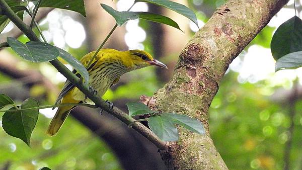 屏東縣的黃鸝Oriolus chinensis （2023-